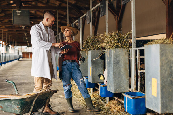 A vet is doing a health check for young calves.