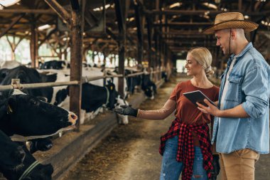 Kadın ve erkek çiftçiler ahırda inekleri kontrol ediyorlar.