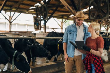 İneklerle ahırda çalışan çiftçiler..