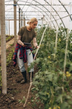 Seradaki domates bitkilerini kontrol eden bir kadının ön görüntüsü.