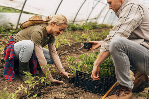 Кавказская женщина и мужчина, работающие в теплице.