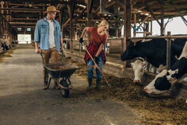 Erkek ve dişi çiftçi ahırda birlikte çalışıyorlar..