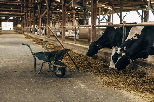 Krowy Jeść Siano Stajni — Zdjęcie stockowe