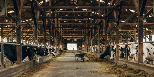 Many cows standing in the barn.