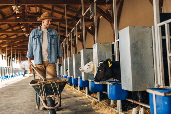 Кавказский фермер толкает тележку через питомник для животных и радостно смотрит на милых телят.