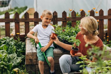 Anne, tohum ekmesine yardım etmesi için oğluna verir..