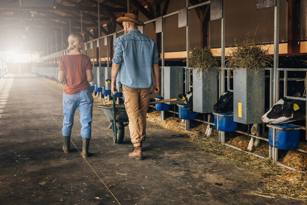 Back view of man and woman walking in a stable with cows.