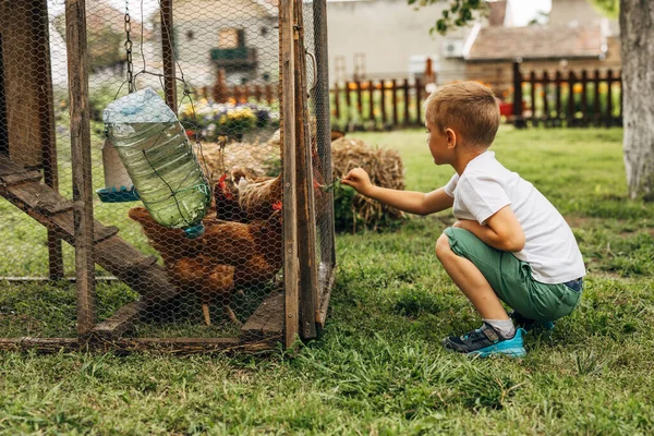 Caucasian Boy Likes Feed Hens — Stock Photo, Image