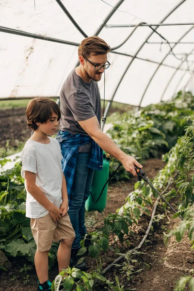 stock image Father sprays plants in the greenhouse and his son stands next to him.