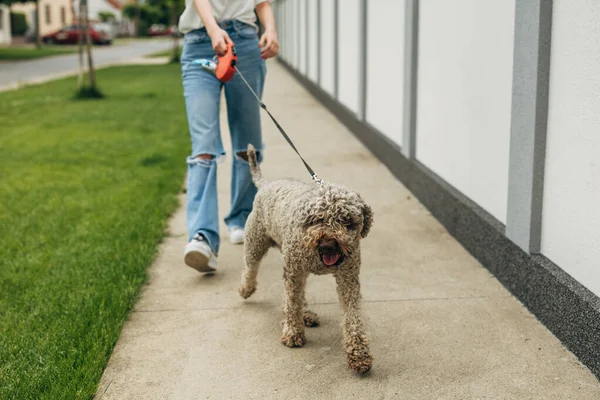 犬は主人と一緒に綱の上を散歩している — ストック写真