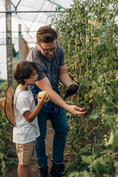 stock image Father and son waiting for cherry tomato to ripen.