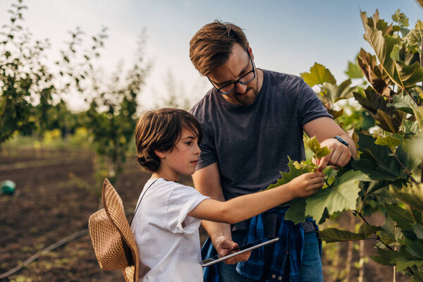 Father and son are looking at the shoot on a tree