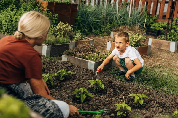 stock image Little boy helps his mother gardening.