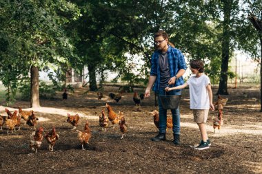 Beyaz adam oğluyla tavukları besliyor..