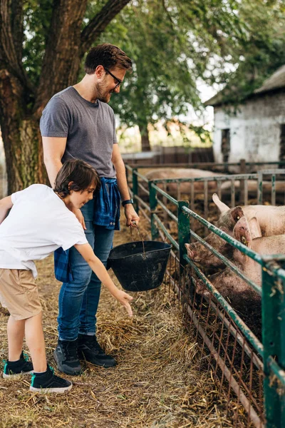Father and son feeding pigs together.