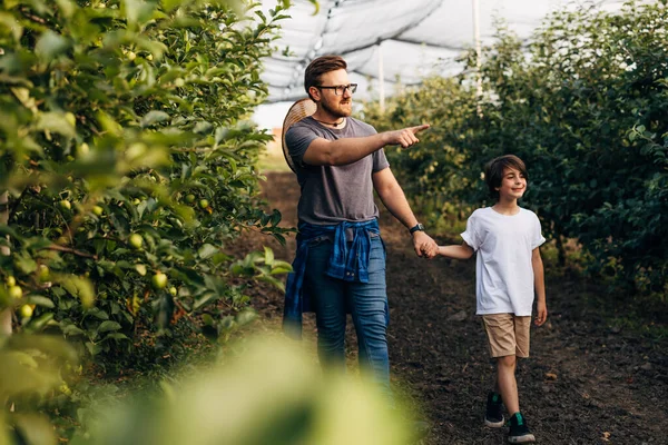 stock image A man is walking trough he orchard with his son.