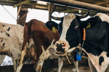 Ahırdaki komik inek kameraya bakıyor..