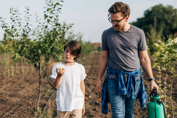 stock image Father and son are walking trough the orchard together.