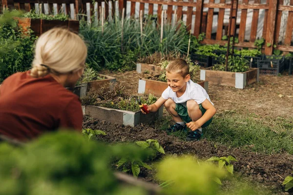 Niño Feliz Utiliza Una Herramienta Jardinería Para Ayudar Madre Azada —  Fotos de Stock