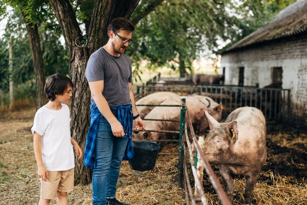 stock image Father and son feeding pigs together.