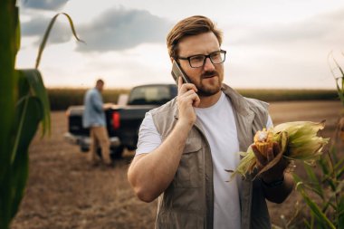 Çiftçi mısır hasadını elinde tutuyor ve tarlada bir telefon görüşmesi yapıyor..