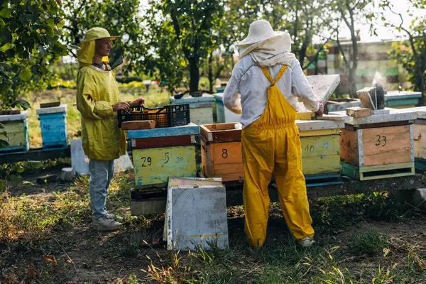 A Caucasian woman and man working together as beekeepers.