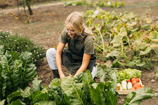 Kırsalda Sebze Bahçesinde Çalışan Güzel Bir Genç Kadın - Stok İmaj