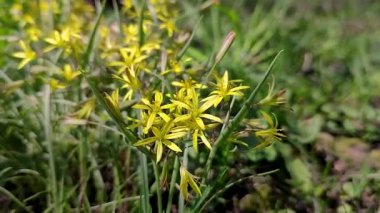 Rüzgardan hareket eden yeşil çimlerde küçük sarı çiçekler.