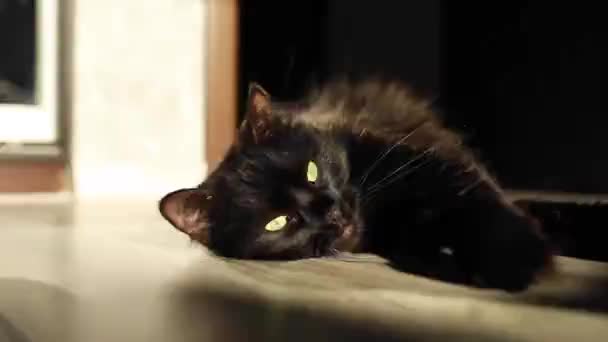 Zwarte Harige Kat Ligt Grond Kijkt Met Groene Ogen Naar — Stockvideo