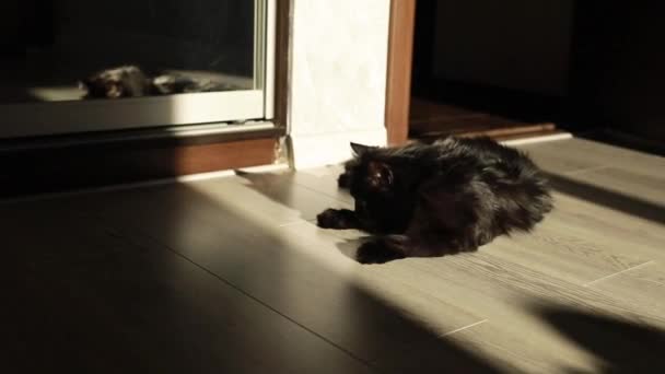 Schwarze Pelzige Katze Legte Den Kopf Auf Den Boden Und — Stockvideo