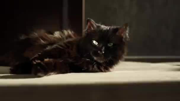 Czarny Kot Leży Podłodze Świetle Słońca Patrzy Kamerę — Wideo stockowe