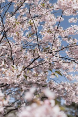 Pembe ve beyaz kiraz çiçekleri baharda bir ağaçta çiçek açar.
