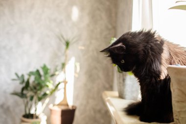 Siyah bir kedi pencere pervazında oturur ve parlak bir güneş tarafından aydınlatılmış bir odaya bakar. Evsiz hayvanların korunması kavramı