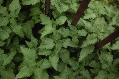 Metal çitin yanında yetişen çalı yeşili ısırgan otu..