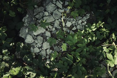 Taşların arasında örülmüş süt dolu üzümlerin dalları