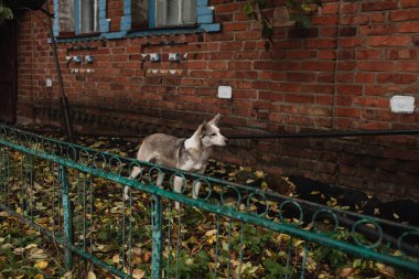 Beyaz bir köpeğin yeşil metal bir çitin arkasında durduğu kırmızı tuğla ev.