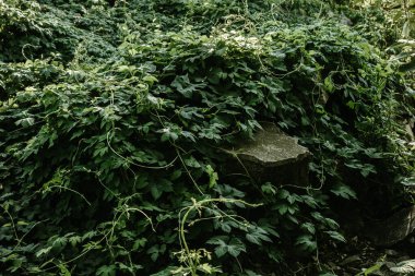 Vahşi üzümler, zıplamalar, harabe evin etrafındaki aşırı büyümeler, taşın bir kısmı bitkilerin altından görülebiliyor.