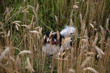 Küçük köpek, Pekin 'li, beyaz siyah tarlada buğdayla yürüyor..