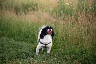 Köpek çiftleşir Pekin beyazı siyah renk tarladaki çimlerin üzerinde durur