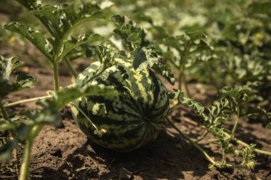 Yerde, yaprakların arasında büyük bir karpuz.