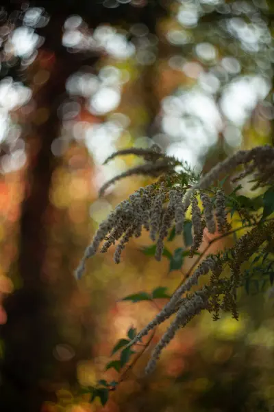 Ormanda yetişen bu bitki güzel, renkli bir bokeh 'in arka planında yetişir.
