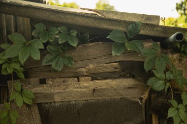 Eski bir ahşap evin tahtalarında yetişen üzümler.