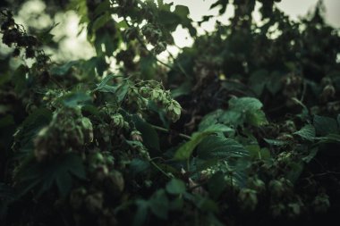 Meyve çalısı vahşi sıçrayışlar yakın plan.