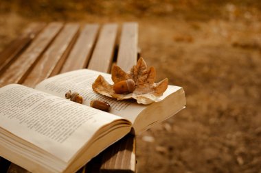 Tahta bir bankta yaprakları ve meşe palamudu olan bir kitap yatıyor.