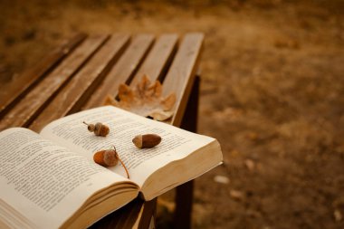 Meşe palamutları kitabın sayfalarında, kahverengi ahşap bir bankta yatıyor.