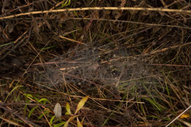 Kuru çimenlerin üzerinde örülmüş bir sürü örümcek ağı