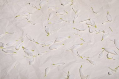 dağınık beyaz çiçek yapraklarıyla bej arkaplan