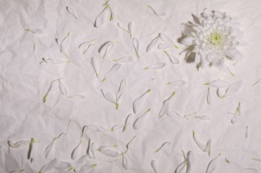 Beyaz yapraklı arka planda büyük beyaz bir çiçeğin tomurcuğu