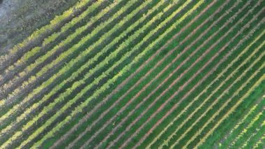 Tipik Güney Tirol - Sudtirol üzüm bağları sonbahar sezonu boyunca insansız hava aracıyla yakalandı.