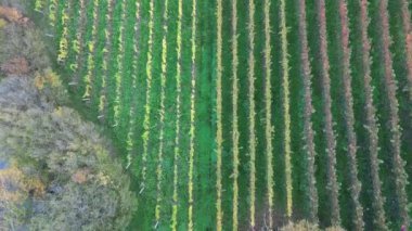 Tipik Güney Tirol - Sudtirol üzüm bağları sonbahar sezonu boyunca insansız hava aracıyla yakalandı.